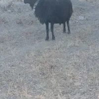 قوچ عتیقه|حیوانات مزرعه|ساروق, |دیوار