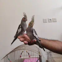 جفت عروس هلندی