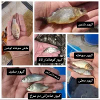 تنها نمایندگی فروش بچه ماهی خوزستان در اصفهان