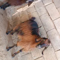 بز زایده|حیوانات مزرعه|نهبندان, |دیوار