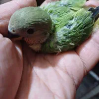 طوطی سرلاکی|پرنده|شوش, |دیوار