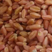 چمران ۲ گندم|عمده‌فروشی|باوی, |دیوار