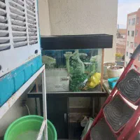 آکواریوم سالم وزیبا دلیل فروش نداشتن جا|ماهی|پردیس, فاز ۳|دیوار