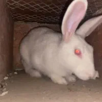 خرگوش