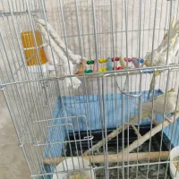 دو عدد عروس هلندی سالم وزیبا|پرنده|صباشهر, |دیوار