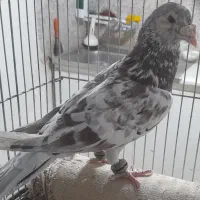 سار. سرور .هفرنگ کلاسیک