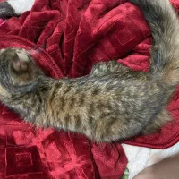 واگذاری رایگان گربه دی ال اچ مهربون|گربه|نوشهر, |دیوار