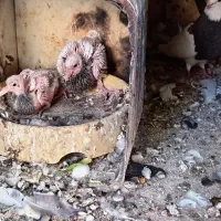 طوقی هفترنگ با جوجه