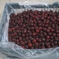 البالو فریز سردخانه