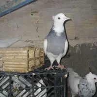 فروش کبوتر|پرنده|مریوان, |دیوار