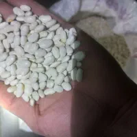 فروش لوبیا سفید