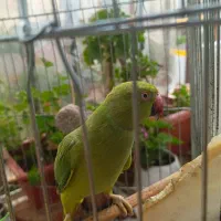 طوطی ملنگو ماده دوساله