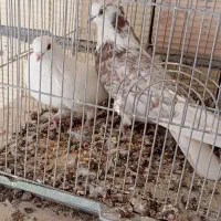 یه جفت ماده تهرانی|پرنده|نجف‌آباد, یزدانشهر|دیوار