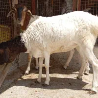 بره کیسه تخمه جمولی