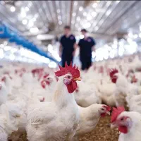 جوجه گوشتی راس باوزنگیری بالا