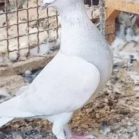 شیشه ای ماده و الماسی ماده|پرنده|اوز, |دیوار