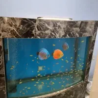 اکواریوم شیشه خم بزرگ