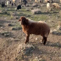 بره قوچ همو ۱ ساله