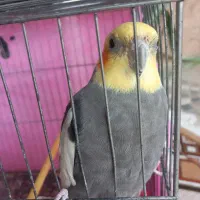 پرنده عروس هلندی