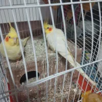 شش عدد طوطی عروس