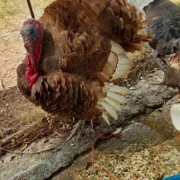 بوقلمون تخم گذار|حیوانات مزرعه|امیدیه, |دیوار