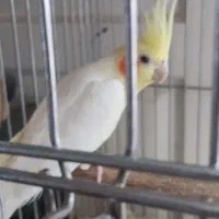 جفت عروس هلندی