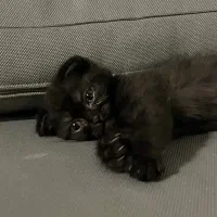 بچه گربه اسکاتیش|گربه|مشهد, شهرآرا|دیوار