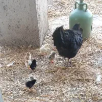 مرغ و جوجه۱روزه