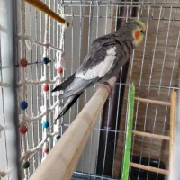 عروس هلندی سخنگو|پرنده|ارومیه, |دیوار