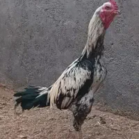 خروس لاری