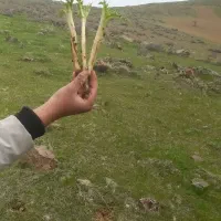 کنگر تازه امروز کندم ۵ کیلو