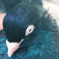 زاغ