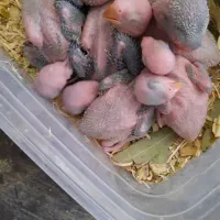 ۲۵ روزه سرلاکی طوطی