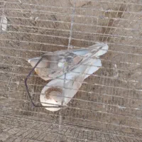 سهده هفترنگ|پرنده|سبزوار, قصبه شرقی|دیوار