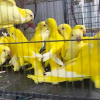 انواع جفت های راهب