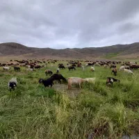 شراکت در دامداری