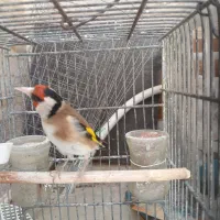 سهره سرسیاه