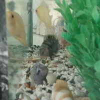 آکواریوم با ماهی و وسایل|ماهی|رباط‌کریم, رباط‌کریم|دیوار