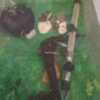 گوپی مولد و پیش مولد|ماهی|مشکین‌دشت, |دیوار