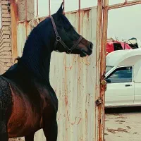 فروش یک راس نریون عرب قارکهر ۶ساله