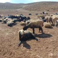 میش‌داشتی|حیوانات مزرعه|رودشت (چهارمحال و بختیاری), |دیوار