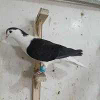 کبوتر کفتر ده عدد ساده چپ همه کفتر بوم دانه 300ت