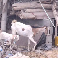 گیسع زایده کهر ماده عروسک پاشع|حیوانات مزرعه|لامرد, |دیوار