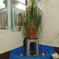 گل لیندا|گل و گیاه طبیعی|پردیس, فاز ۸|دیوار