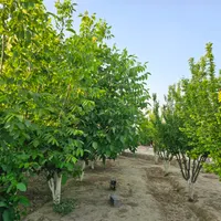 باغ وباغچه161متر/سرسبز وبکر/انشعابات کامل وقانونی|فروش زمین و ملک کلنگی|تهران, امیریه|دیوار