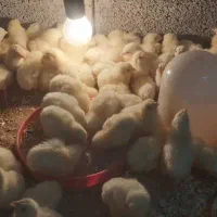 جوجه گوشتی راس