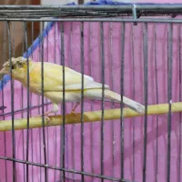 قناری سرخ نر مست|پرنده|کرمان, |دیوار