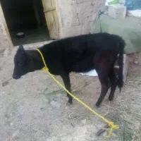 گوساله خاص زگیل سیاه ماده  رنگ جنس خوب