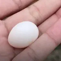 تخم عروس نطفه دار