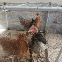 با سلام مرغ و خروس نژاد پر هما  نیمچه